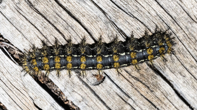 Hemileuca sp. Sheepmoth, Hemileuca sp.