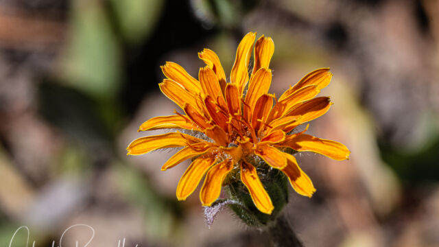 Tall agoseris Tall agoseris, Agoseris ×elata