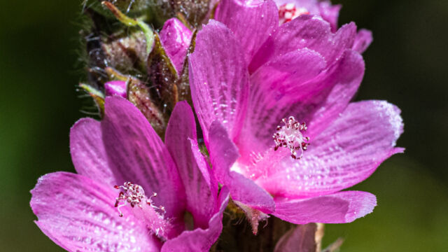 Sidalcea oregana ssp. spicata Oregon checkerbloom, Sidalcea oregana ssp. spicata