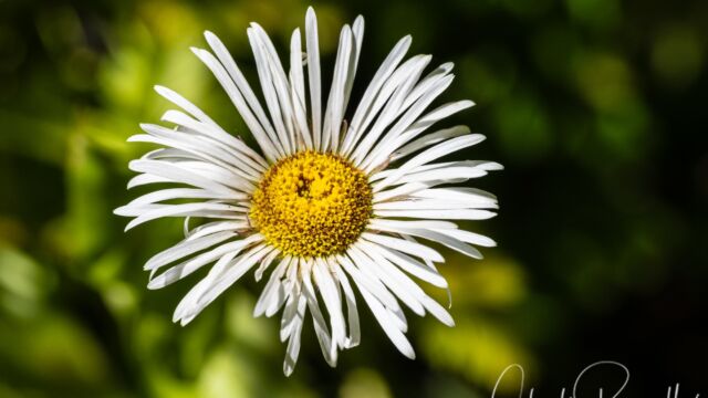 Erigeron coulteri Coulter's fleabane, Erigeron coulteri