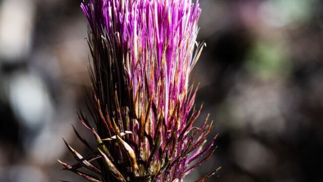 Cirsium andersonii Anderson's thistle, Cirsium andersonii