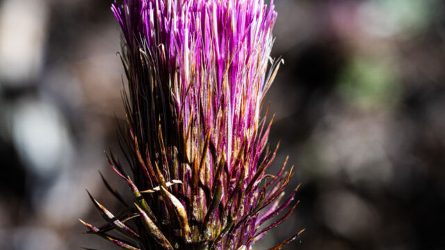 Cirsium andersonii Anderson's thistle, Cirsium andersonii