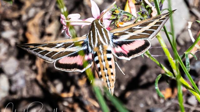 White-lined Sphinx White-lined Sphinx Hyles lineata