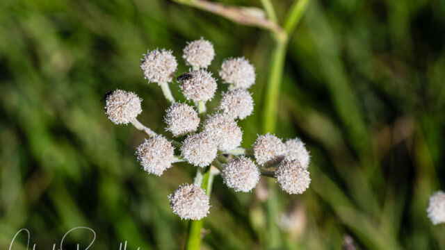 Angelica capitellata Ranger's buttons, Angelica capitellata