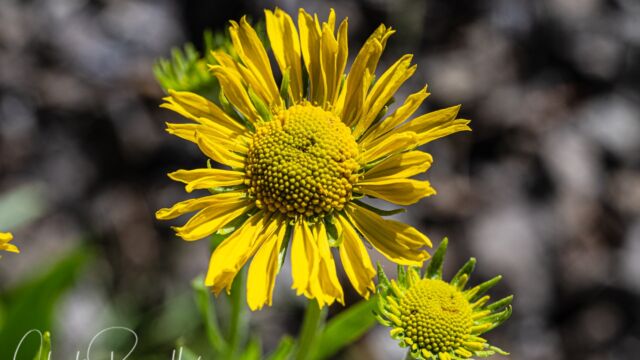 Owl's claws Owl's claws, Hymenoxys hoopesii