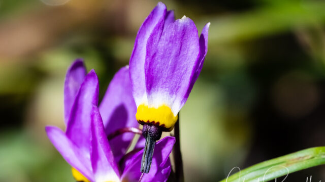 Primula tetrandra Alpine shooting star, Primula tetrandra