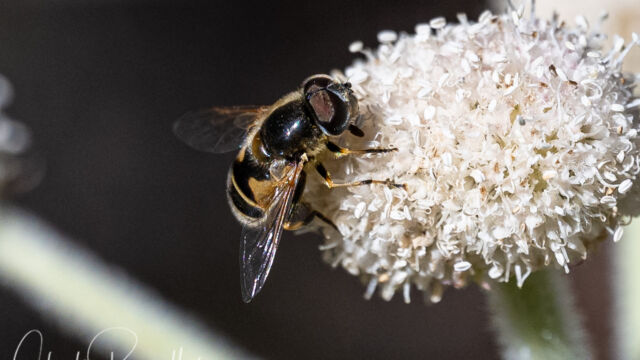 Eristalis hirta Black-footed Drone Fly, Eristalis hirta, on Ranger's buttons