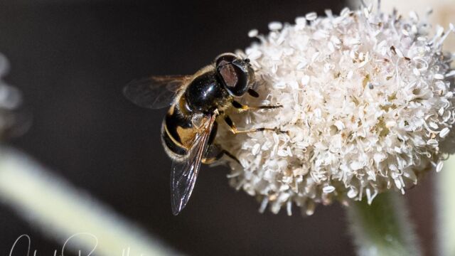 Eristalis hirta Black-footed Drone Fly, Eristalis hirta, on Ranger's buttons