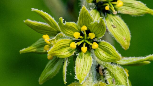 Western green false hellebore, Veratrum viride var. eschscholtzianum Western green false hellebore, Veratrum viride var. eschscholtzianum