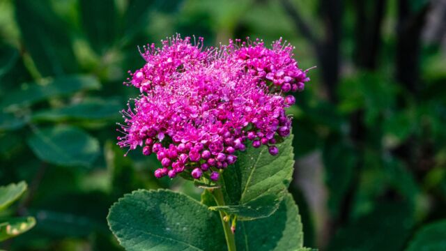 Spiraea splendens Mountain spirea, Spiraea splendens