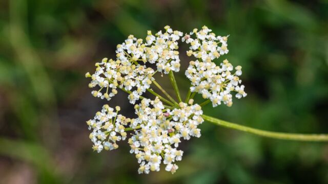 Ligusticum grayi Gray's lovage, Ligusticum grayi