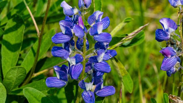 Lupinus arcticus Arctic lupine, Lupinus arcticus