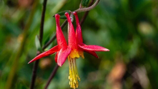 Aquilegia formosa Western columbine, Aquilegia formosa