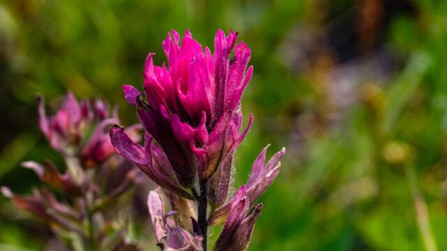 Castilleja parviflora Mountain paintbrush, Castilleja parviflora