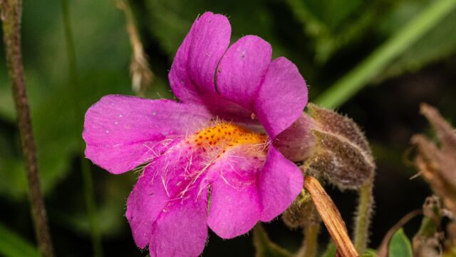 Erythranthe lewisii Lewis' monkeyflower, Erythranthe lewisii