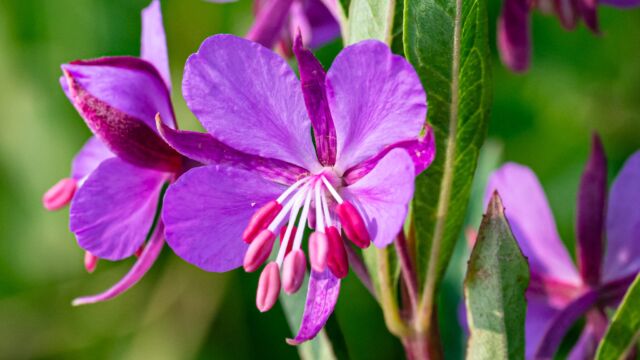 Chamaenerion angustifolium Fireweed, Chamaenerion angustifolium