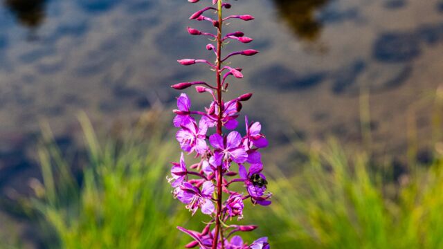 Chamaenerion angustifolium Fireweed, Chamaenerion angustifolium