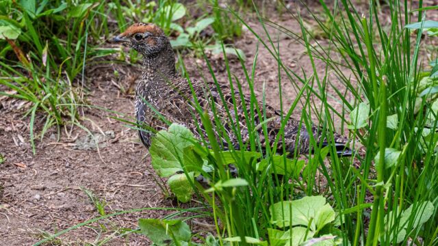 Dendragapus fuliginosus Sooty grouse, Dendragapus fuliginosus