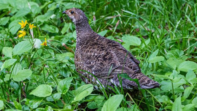 Dendragapus fuliginosus Sooty grouse, Dendragapus fuliginosus