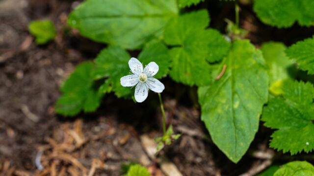 Rubus lasiococcus Roughfruit raspberry, Rubus lasiococcus
