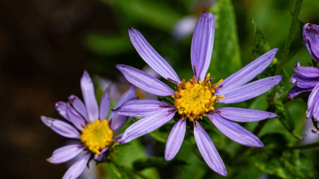 Doellingeria ledophylla Cascade aster, Doellingeria ledophylla