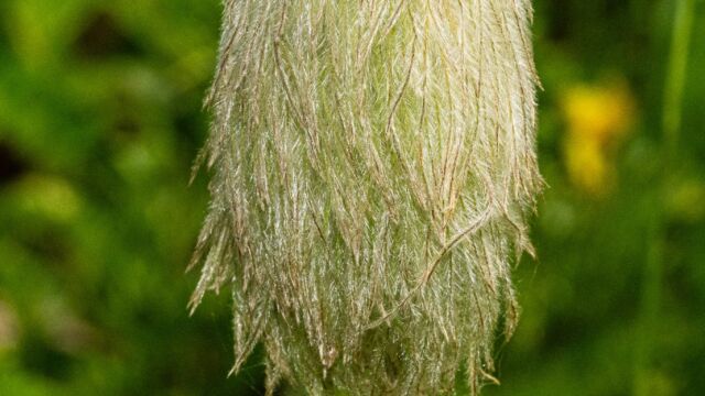 Pulsatilla occidentalis (seed head) White pasqueflower, Pulsatilla occidentalis (seed head)