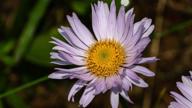 Erigeron glacialis Subalpine fleabane, Erigeron glacialis