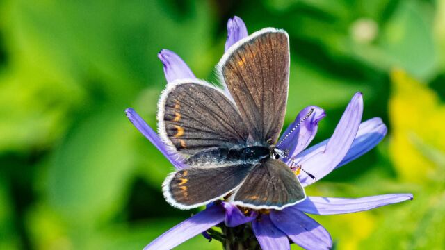 Plebejus anna Anna's blue, Plebejus anna