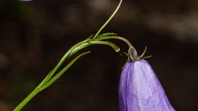 Campanula alaskana Alaskan bellflower, Campanula alaskana