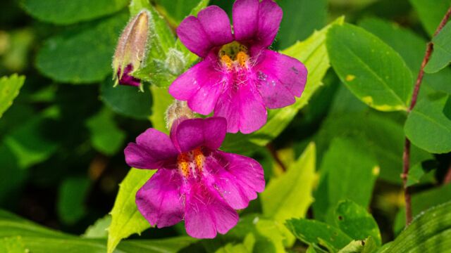 Erythranthe lewisii Lewis' monkeyflower, Erythranthe lewisii