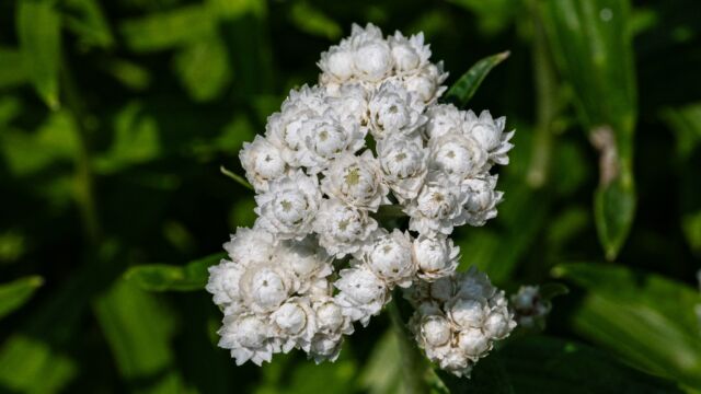 Anaphalis margaritacea Pearly everlasting, Anaphalis margaritacea