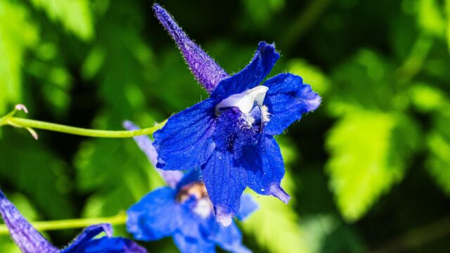 Delphinium glareosum Rockslide larkspur, Delphinium glareosum