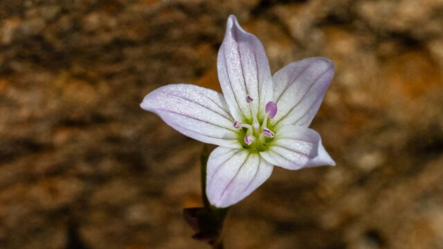 Montia parvifolia Small-leaved blinks, Montia parvifolia