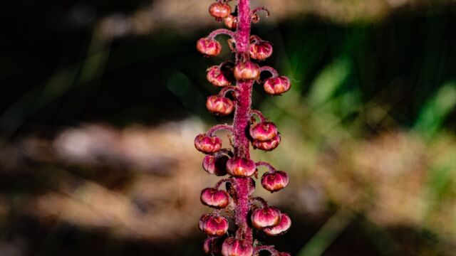 Woodland pinedrops, Pterospora andromedea
