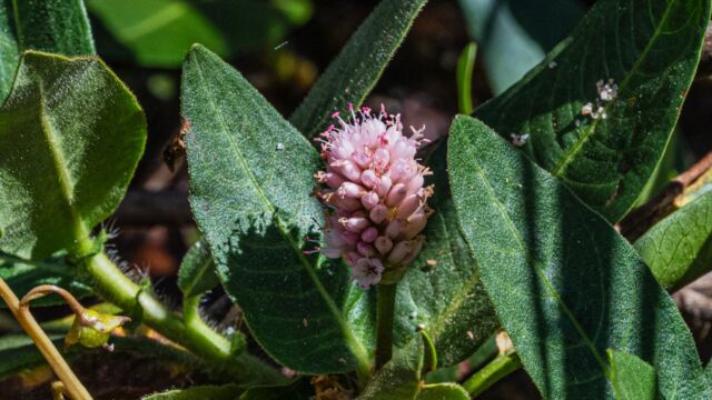 Water smartweed, Persicaria amphibia