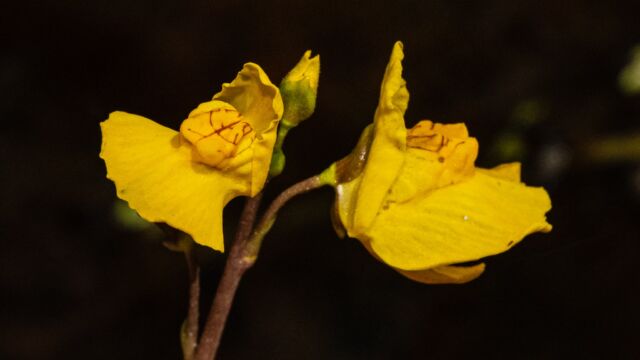 Common bladderwort, Utricularia macrorhiza