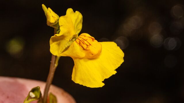 Common bladderwort, Utricularia macrorhiza