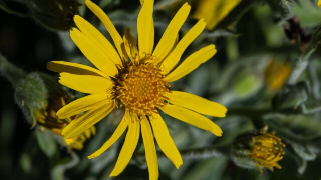 Chamisso arnica, Arnica chamissonis
