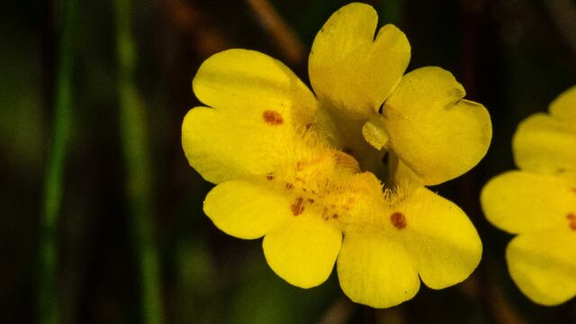 Primrose monkeyflower, Erythranthe primuloides