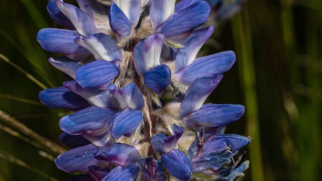 Lupine sp., not sure which