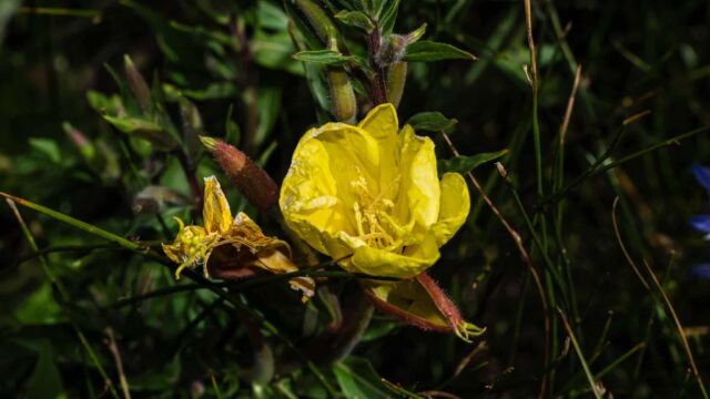 Hooker's evening primrose, Oenothera elata ssp. hirsutissima