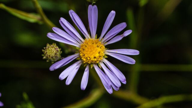 Western mountain aster, Symphyotrichum occidentale var. occidentale