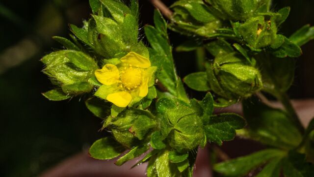 Biennial cinquefoil, Potentilla biennis