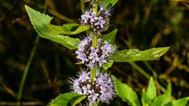 Wild mint, Mentha canadensis
