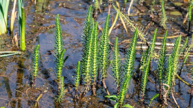 Common mare's tail, Hippuris vulgaris