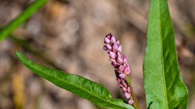 Common knotweed, Persicaria lapathifolia