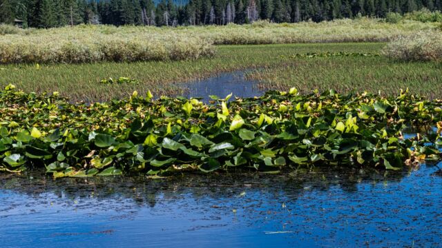 Rocky mountain pond-lily (aka Western Yellow Pond-Lily), Nuphar polysepala