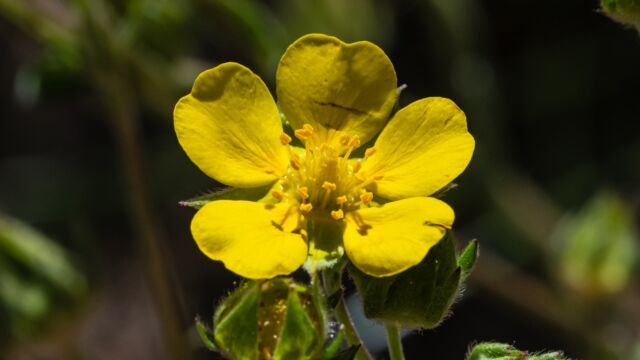 Slender cinquefoil, Potentilla gracilis
