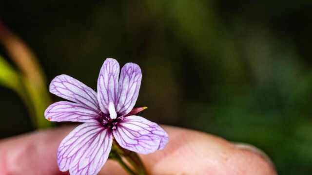 Panicled willow herb, Epilobium brachycarpum