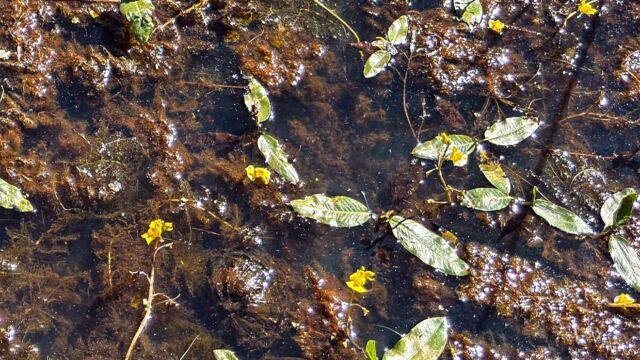 Common bladderwort, Utricularia macrorhiza